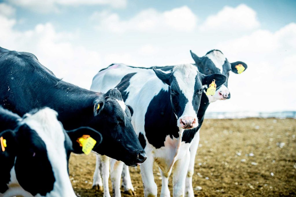 Vacas lecheras de Valle de Odieta