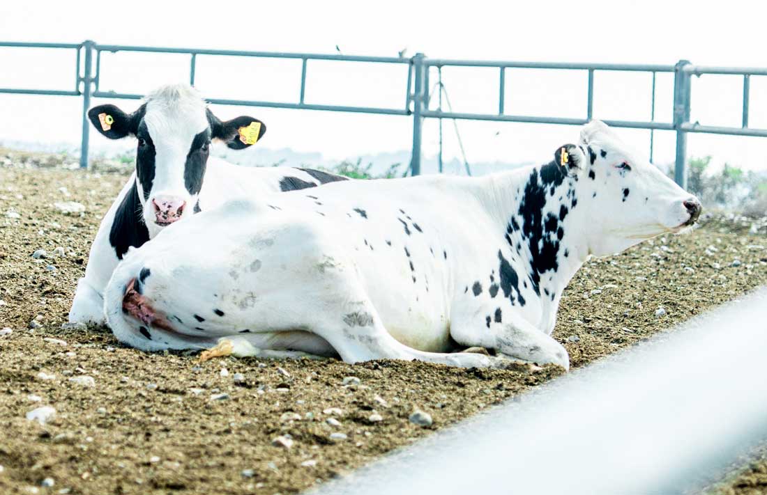 vacas tumbadas